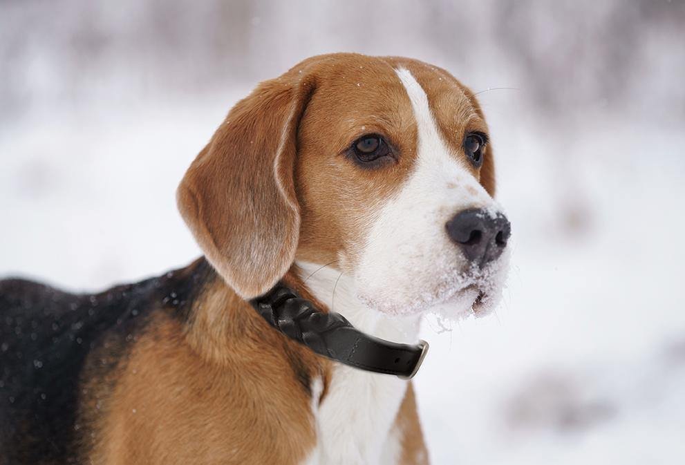 Braided Collar - USA Pets