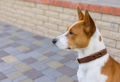 Braided Collar - USA Pets