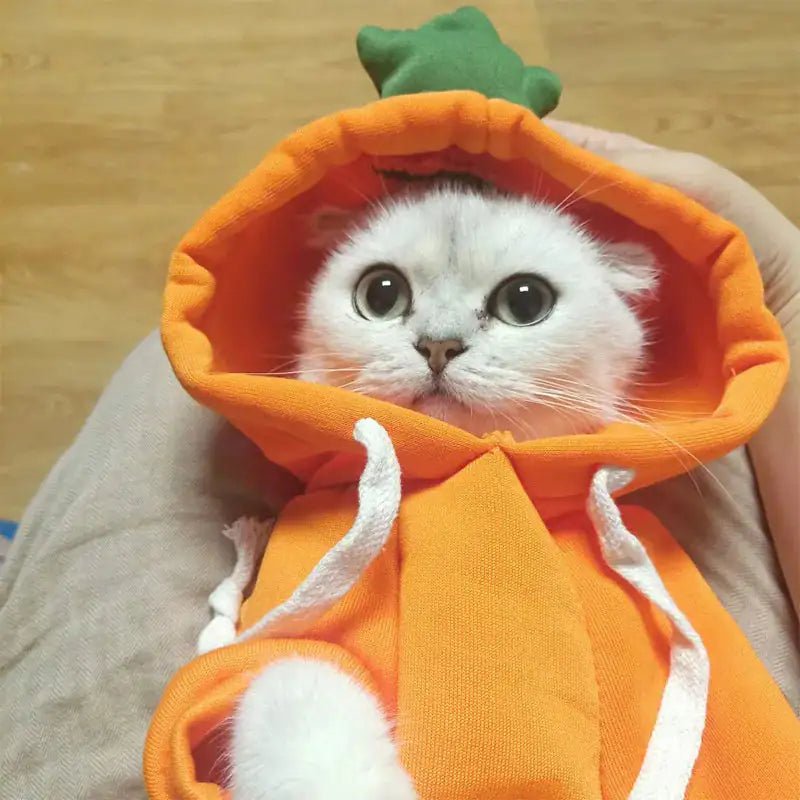 Cute AndCozy Costumes For Pet - USA Pets