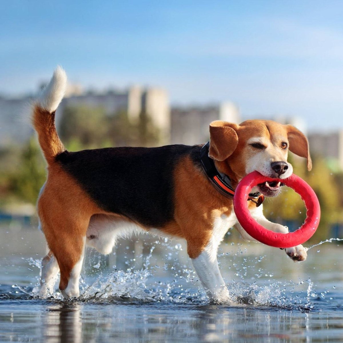 Dog Ring Toy - USA Pets