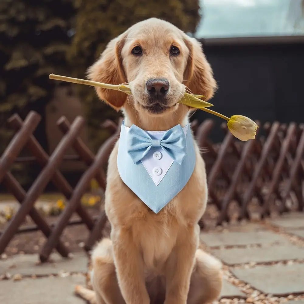 Fashionable Tuxedo Bow Tie For Pets - USA Pets