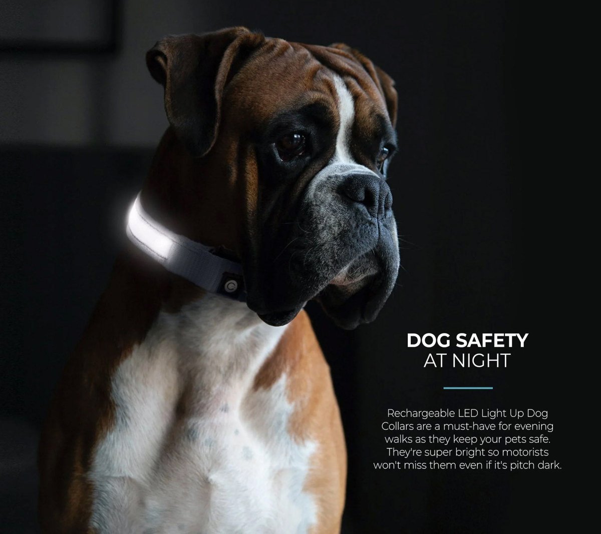 LED Dog Collar - Grey - USA Pets