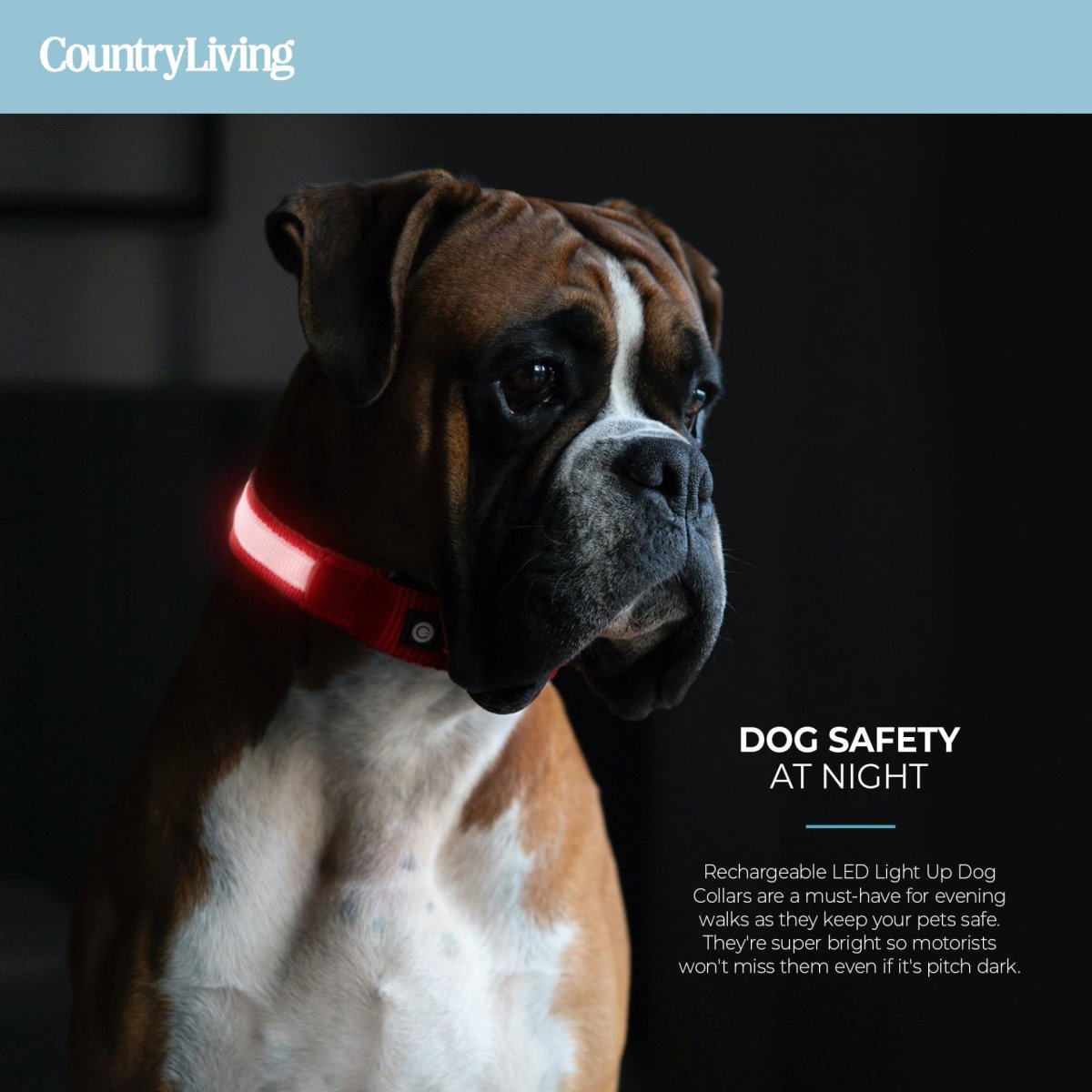 LED Dog Collar - Red - USA Pets