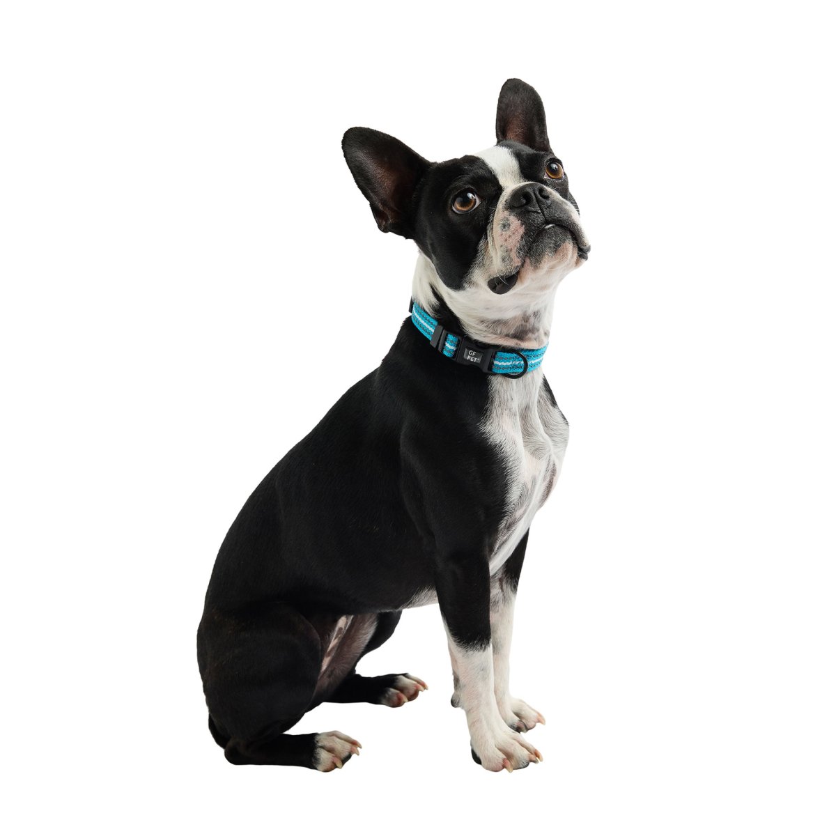 Reflective Collar - Neon Blue - USA Pets