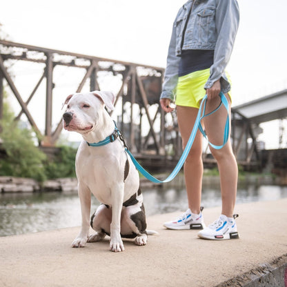 Reflective Collar - Neon Blue - USA Pets