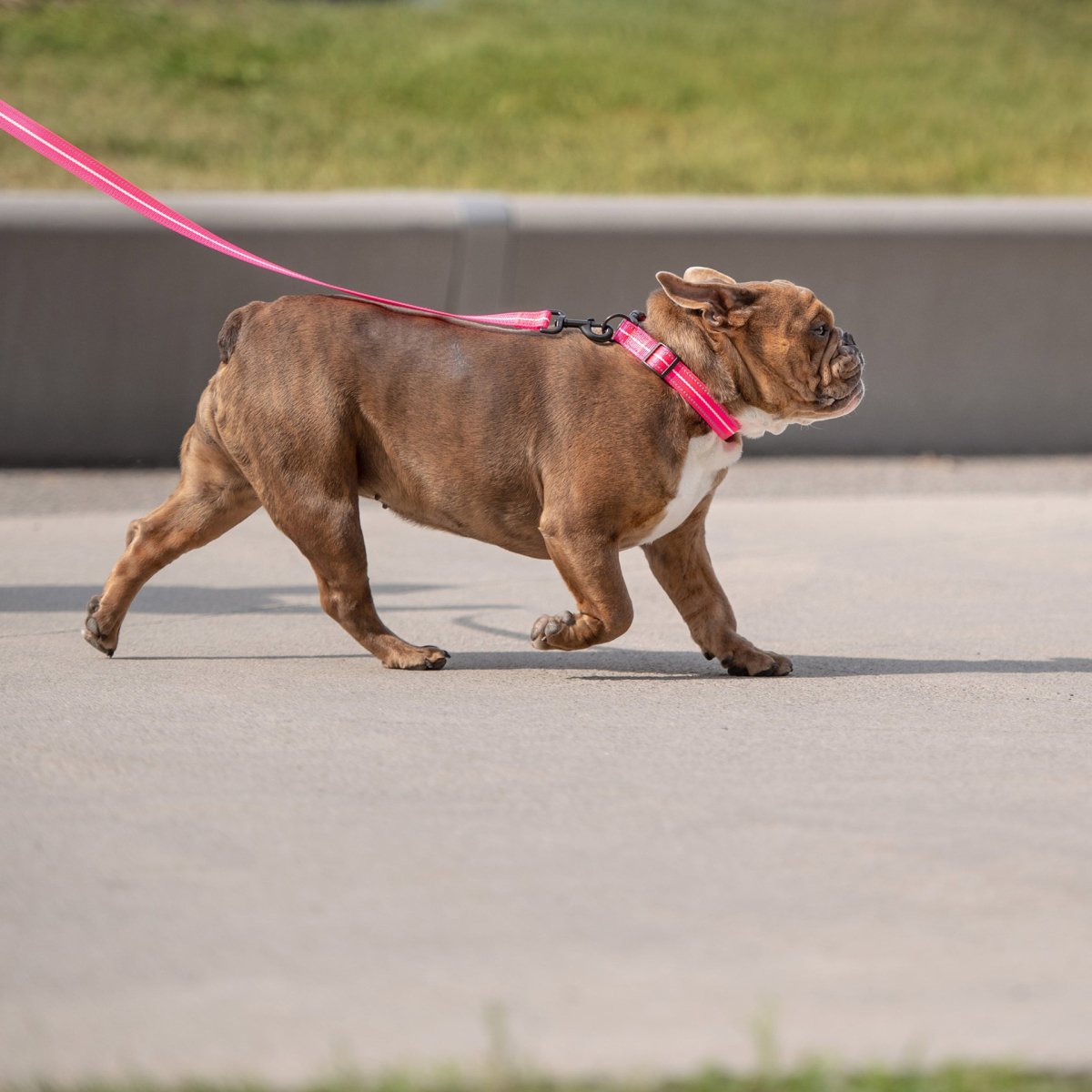 Reflective Collar - Neon Pink - USA Pets