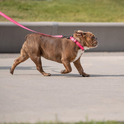 Reflective Collar - Neon Pink - USA Pets