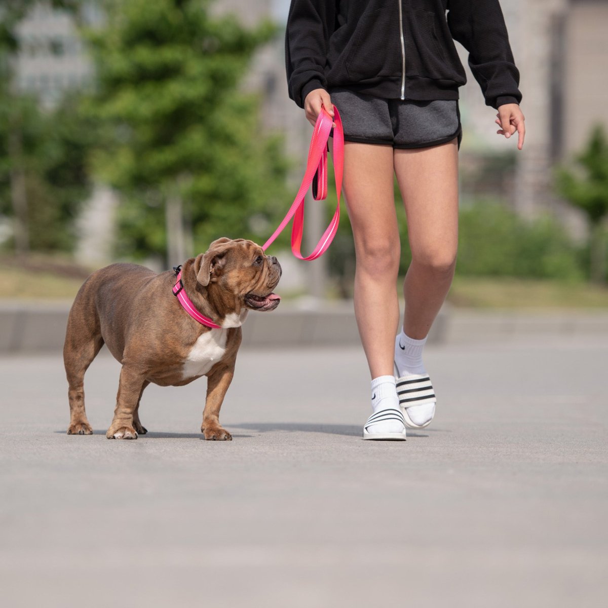 Reflective Collar - Neon Pink - USA Pets