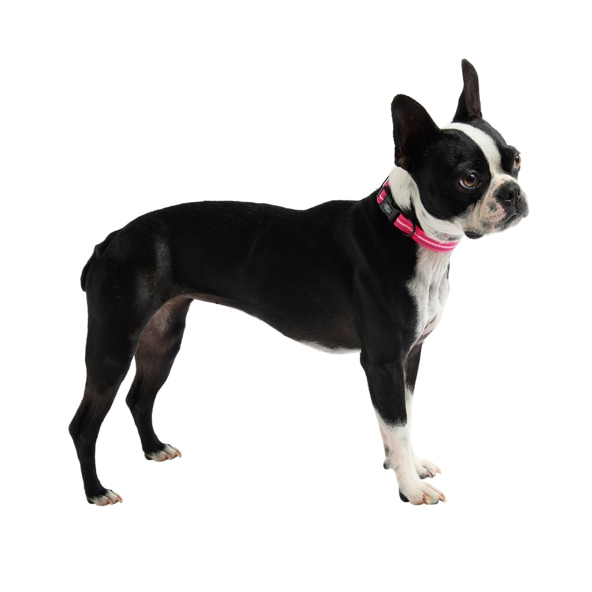 Reflective Collar - Neon Pink - USA Pets