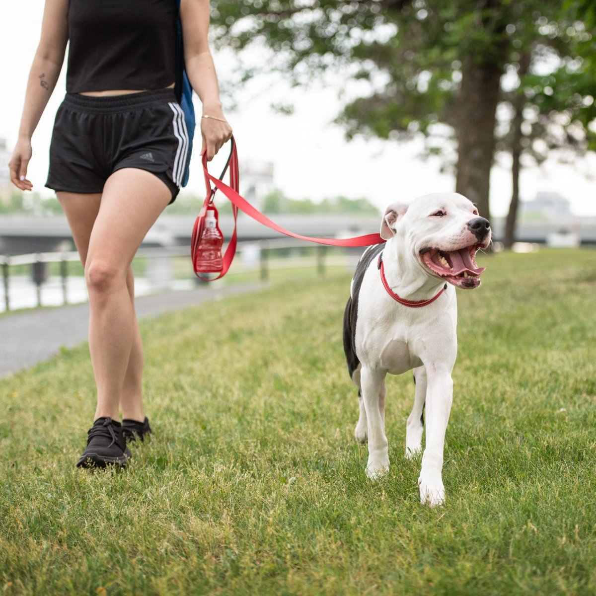 Reflective Collar - Red - USA Pets