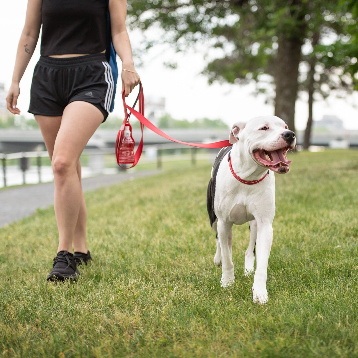 Reflective Leash - Red - USA Pets