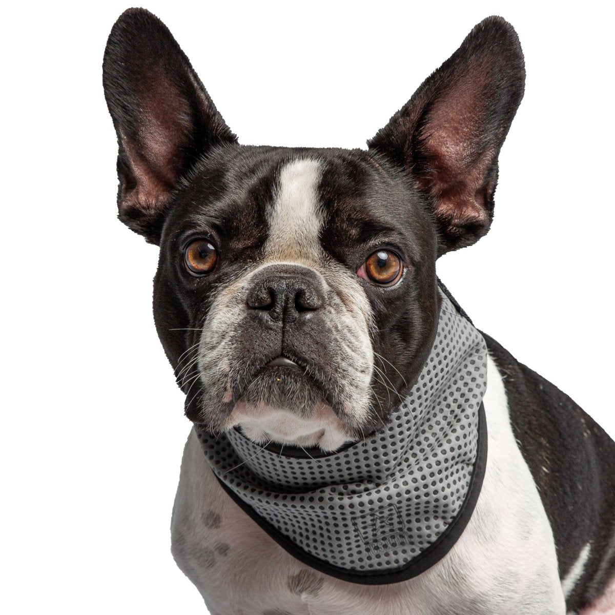 US Army Dog Cooling Bandana - Grey - USA Pets