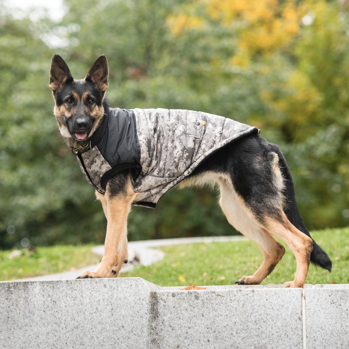 US Army Dog Jacket - Camo - USA Pets