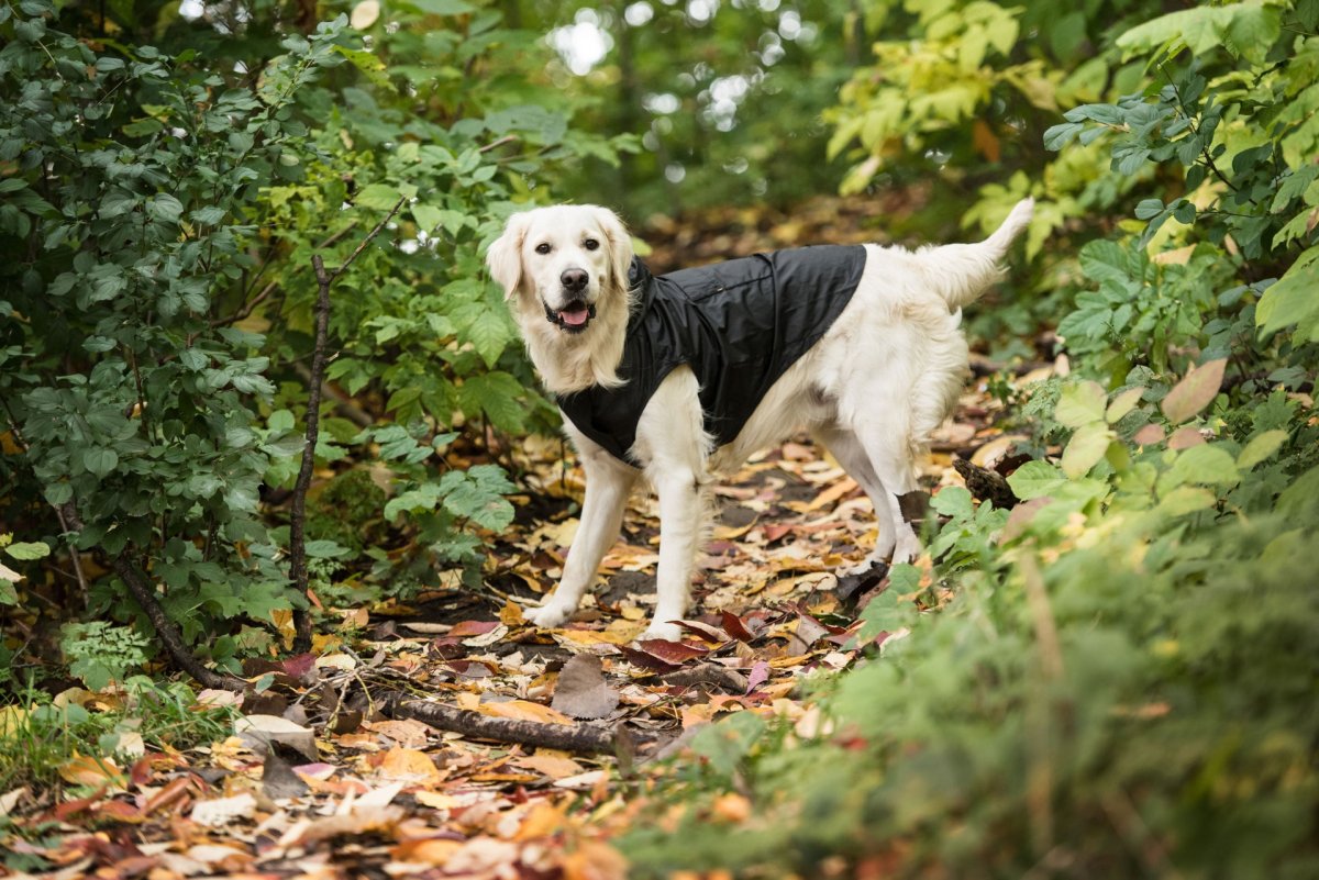 US Army Packable Dog Raincoat - Black - USA Pets